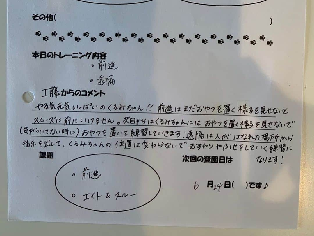 くるみたんさんのインスタグラム写真 - (くるみたんInstagram)「* トレーニング大好きくるみたん🙌😘 家より聞き分けいいみたいなんですけど🤣 めちゃくちゃ褒めてもらえるもんね😂 * #わちゃわちゃやってるけどやる気満々です #制服着て登園したよ #アマテラスちゃんいい子すぎる #アジリティの大会一緒に出るのが目標 * * 犬の保育園 → @dogrhythm  * * #プードル #トイプードル #ティーカッププードル #犬 #ふわもこ部  #犬バカ部 #アプリコット #パピー #ペット #poodle #toypoodle #pecoいぬ部 #teacuppoodle #dog #dogstagram #instadog #puppy #tokyo #olympuspen #くるみたん」6月19日 12時30分 - kurumitaan