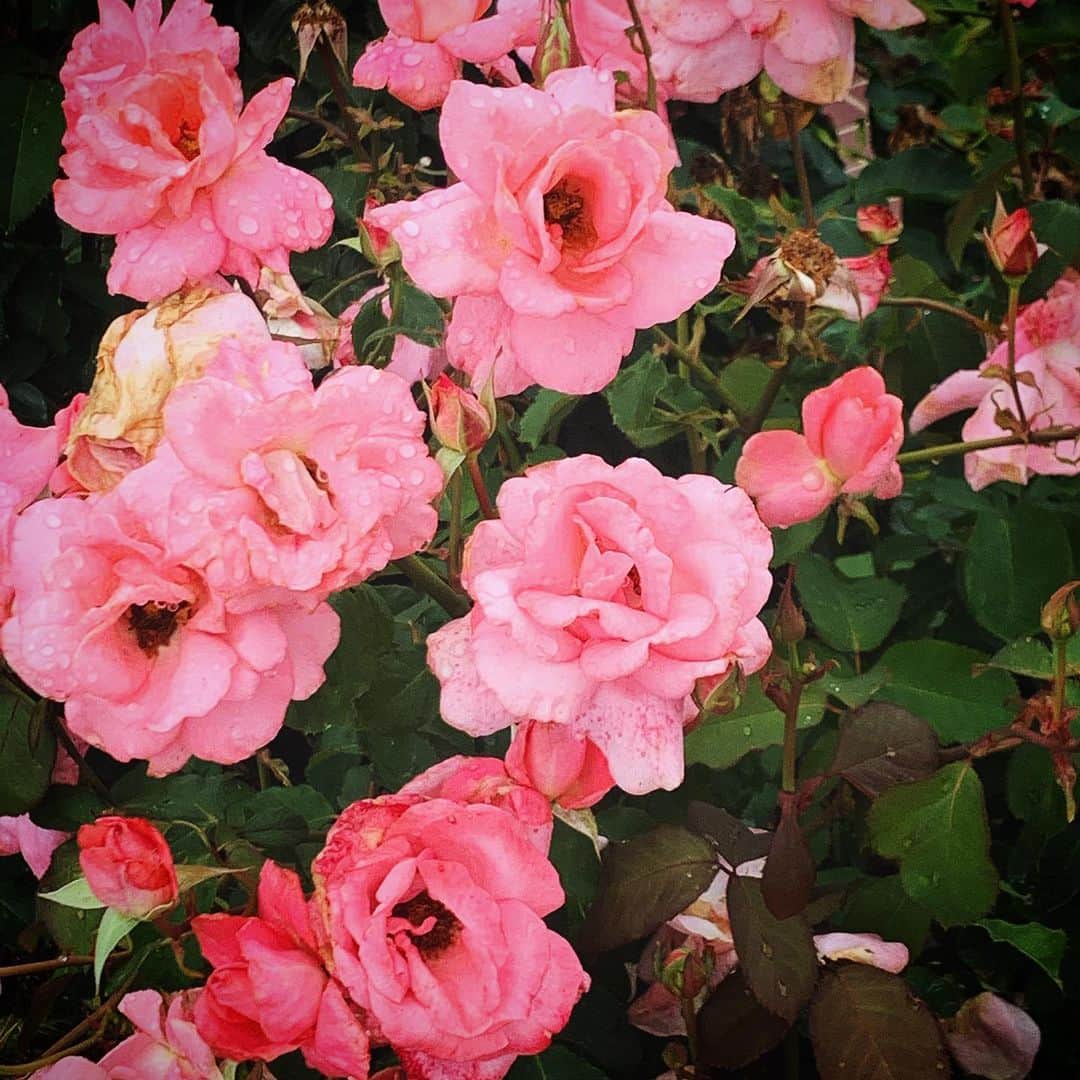 ヒコロヒーのインスタグラム：「#20210619 みごろを過ぎても朽ちていってもきれいなんやけど SK-II使いよんかな？ 誰にも振り向かれへんくてもじっと我がをまっとうすることはきれい」