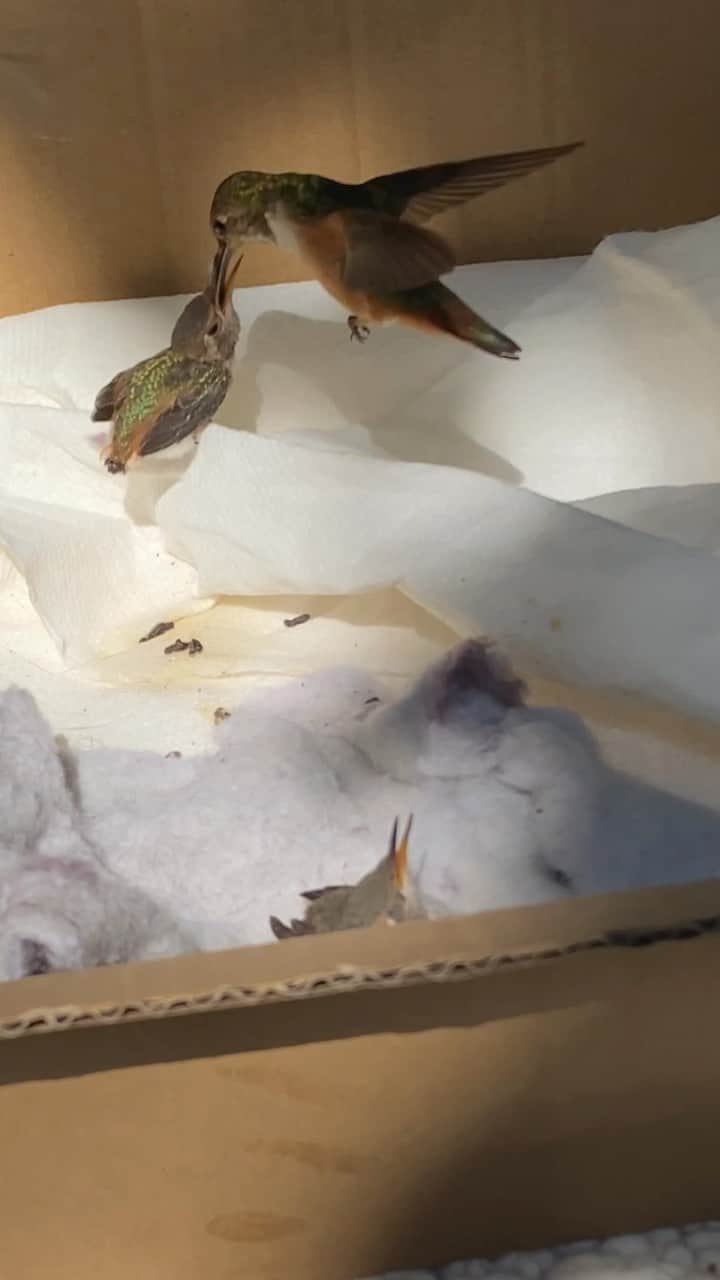 のインスタグラム：「You might be thinking “Doesn’t Teri Hatcher have anything better to do than go full on #nationalgeographic with a #hummingbird in her backyard?!” The answer is no. I’ve fully enjoyed the hours I’ve spent sitting with binoculars, waiting patiently to be sure this mother would find her fallen babies and nurse them back to health. They seem well in their way and I am here for the assist as long as they need me.  Take flight when you are ready little birdies. #blessed  #grateful #animalsofinstagram #birdsofinstagram #shotoniphone #nature Music: Little Bird Site: https://icons8.com/music/」