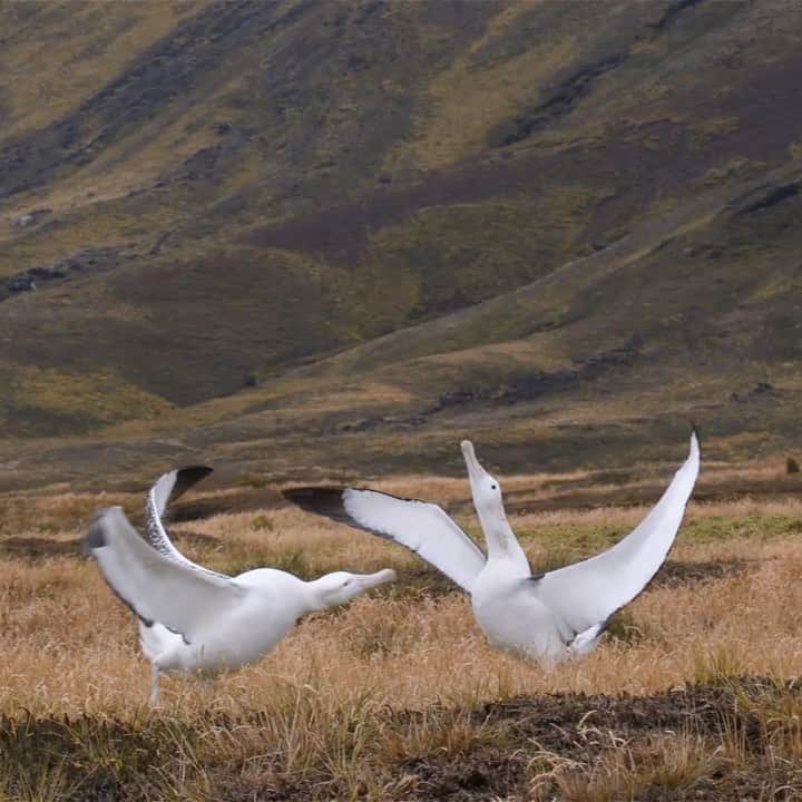 Thomas Peschakのインスタグラム：「World Albatross Day always reminds of my time spent on remote islands in the Southern Ocean. Turn on the sound for this one !!! You will thank me :-) // One of my highlights of trekking across sub-Antarctic Marion Island in 2017 was photographing the “dancing grounds” of the wandering albatross, one of the largest flying birds in the world. In late afternoon sub-adults gather in small groups on the grassy coastal plain and break out into the species’ ritual dance, designed to help them size up prospective partners. With a elegant repertoire of bowing and sky-calling these performances might appear ballet-like, but surprisingly they sound like a bunch of donkeys. On assignment for @NatGeo in collaboration with @environmentza and the South African National Antarctic Program. Video shot by my long suffering assistant (and seabird biologist and filmmaker) @ottowhitehead Please give him a follow for more great videos.」