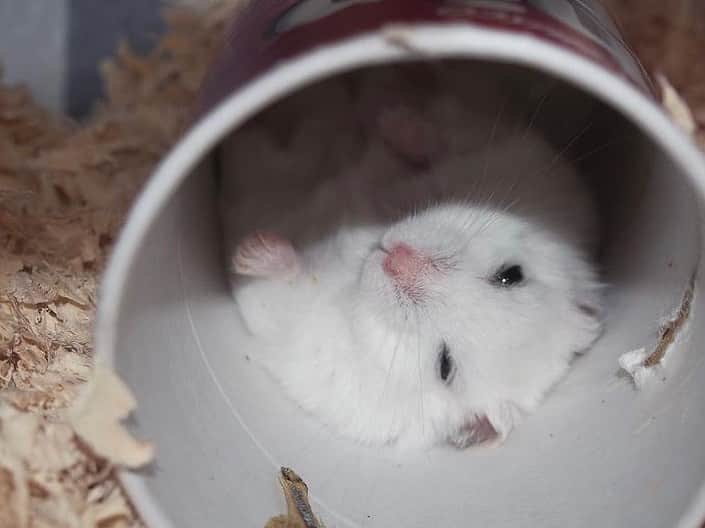 kuroさんのインスタグラム写真 - (kuroInstagram)「. . Good morning !!! Have a nice weekend ? . . #tbt #ハムスター #はむすたぐらむ #hamster #hammy #hamstergram #djungarianhamster #fluffy #癒し #ふわもこ部 #もふもふ #igersjp #olympuspen #ミラーレス一眼 #写真好きな人と繋がりたい #ハムスター好きな人と繋がりたい #おはよう #ig_japan #lovelyphoto #team_jp_ #reco_ig  . . 2021.6.20 ☔︎ .」6月20日 8時12分 - kuroham___