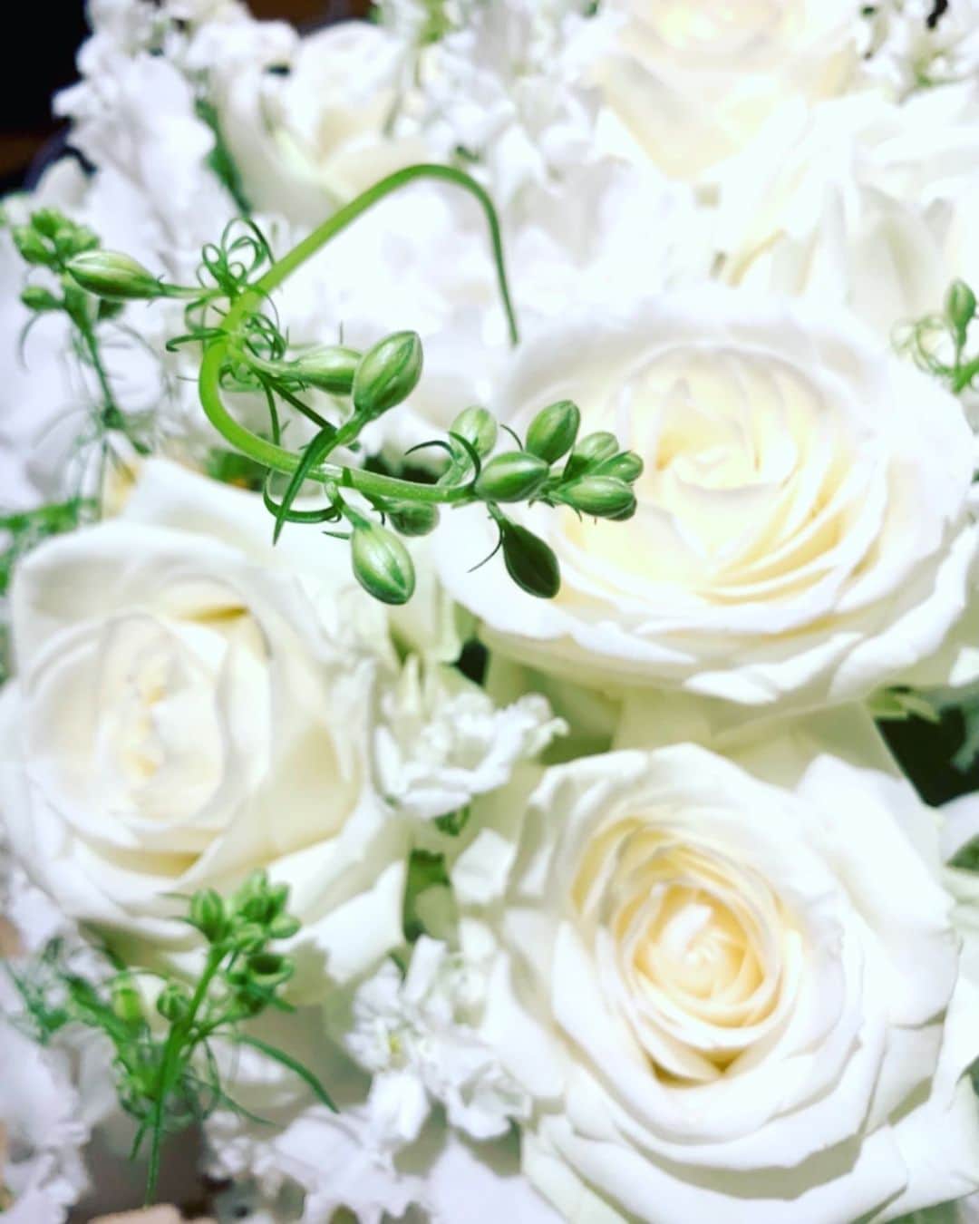 夏木マリさんのインスタグラム写真 - (夏木マリInstagram)「#おはようシリーズ  #fmyokohama　  #mari847　 　@mukashi_room　 　@giftid729   おはよう......  父の日は最初、 白いバラを贈ったのが始まりだそうです。今日は感謝をね。  よい日に〜」6月20日 8時18分 - mari_natsuki