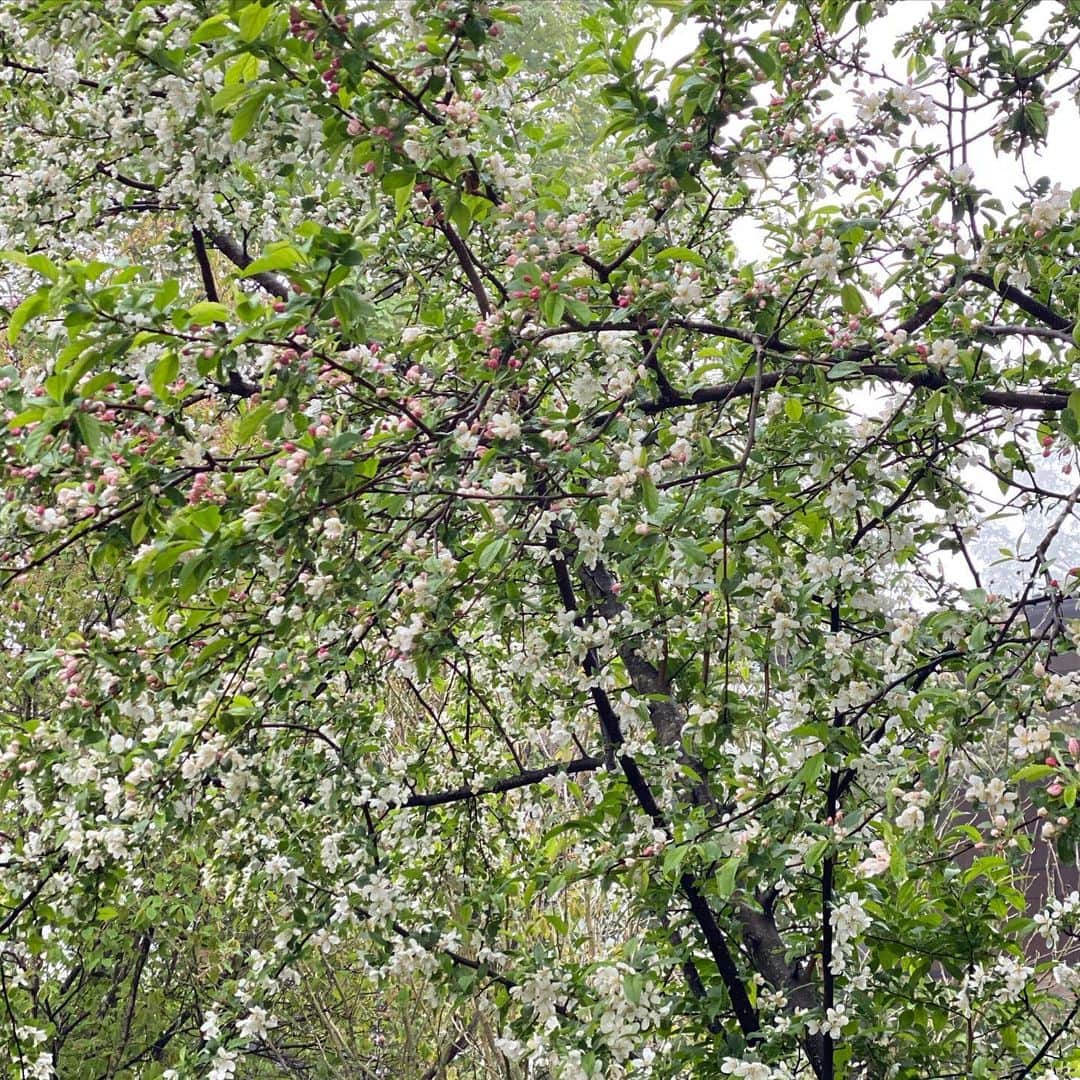 土屋香織さんのインスタグラム写真 - (土屋香織Instagram)「🌿.長野 軽井沢レイクガーデン🌹 ちょっとイギリスに行ってきました🇬🇧 って雰囲気の場所❣️ ちょうどこの日は霧がたちこめて ますますイギリスのような印象でした🥰 . バラのシーズンよりちょっと早かったので 他のお花を色々楽しみました☺️ ほんと素敵な場所だったぁ♡ HPを見たら今がちょうどバラの見頃のようです🌹✨ . . . #軽井沢レイクガーデン #軽井沢 #長野県 #バラ園 #retrip_nippon #軽井沢旅行 #かおvoyage #ことりっぷ #たびすたぐらむ #trevary #genic_japan #タビジョ #旅行好きな人と繋がりたい #ローズガーデン #旅スタグラム #はなまっぷ #東京女子部 #ドライブ #karuizawalakegarden #2021軽井沢フォトコン #2021karuizawaphotocontest #りんごの木 #女子旅 #ユーフォルビア #伊吹虎の尾 #エゾムラサキ」6月20日 21時56分 - kaorintsuchiya