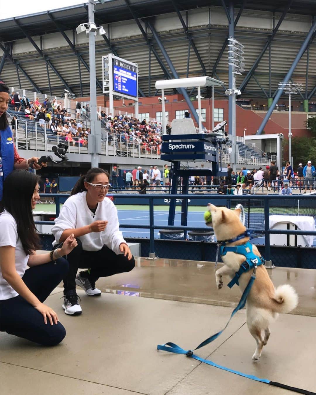 ジェン・サイサイのインスタグラム：「Happy birthday to my baby boy YuanBao  Turn 5 today. Big boy now🐶 Love you❤️#bestdogever #shibalove #happydog @yuanbao_panpan」