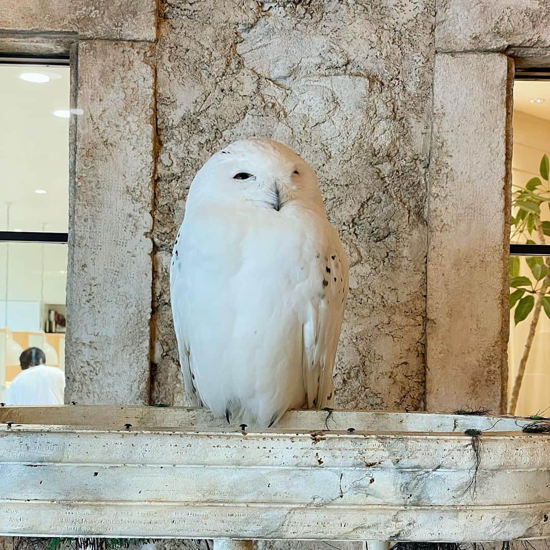 渕上舞のインスタグラム：「眠そう。  #シロフクロウ のトウル君 #shinyowl #富ヶ谷カフェ」