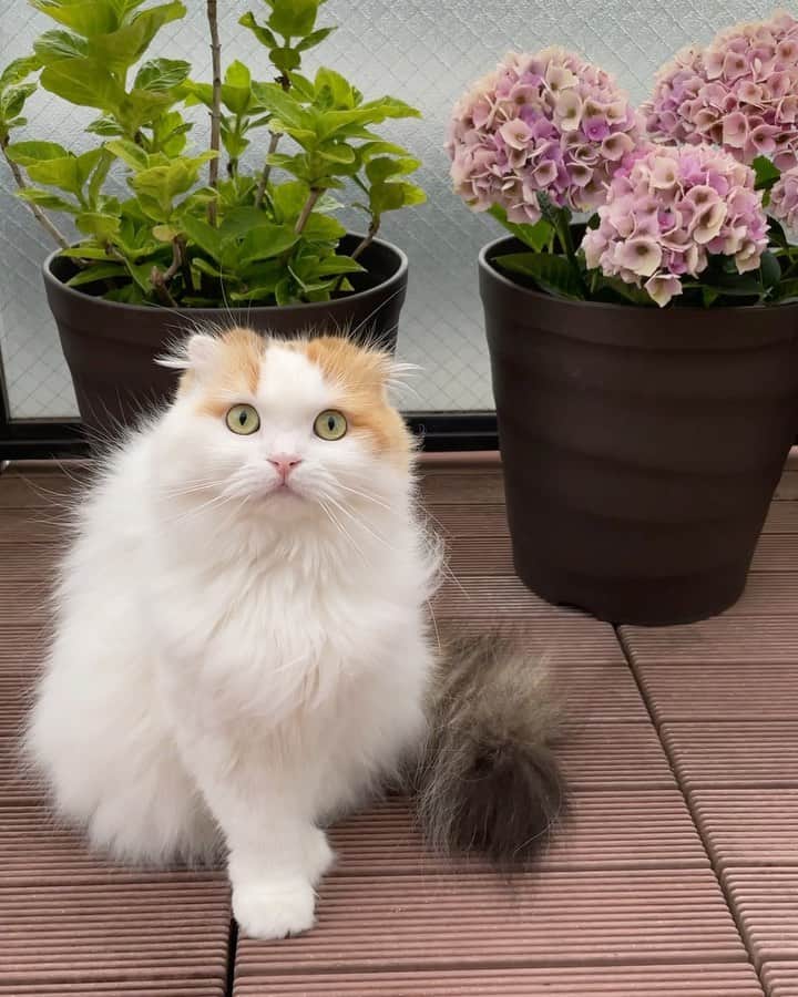 のインスタグラム：「Flower fairy🧚‍♀️  今年も紫陽花の妖精さんが現れました🧚‍♀️😘  (紫陽花を噛んだり舐めたりしないように気をつけて見ています😊)  #weeklyfluff #hydrangea #cat #scottishfold #adorable #beautiful #catsofinstagram #catlover #cat_features #meowed #neko #catlife」