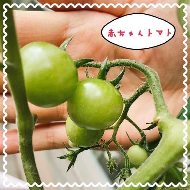 滝菜月さんのインスタグラム写真 - (滝菜月Instagram)「赤ちゃんトマト＆超赤ちゃんトマト！ 日照時間が少ない梅雨時期でも 少しずつ成長してて、可愛いです。   いつもは2本仕立て育てていたのですが 今年はあんどん仕立てで育てる予定。 収穫量増えるかなー。   #家庭菜園」6月20日 18時49分 - taki_natsuki