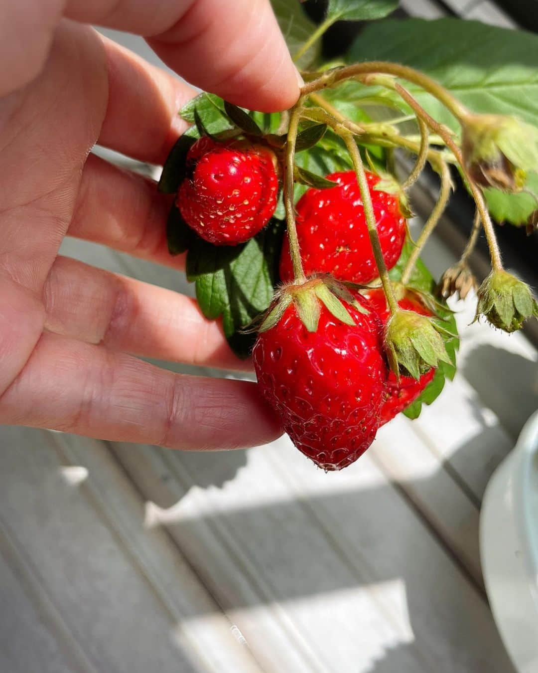 堂真理子さんのインスタグラム写真 - (堂真理子Instagram)「苺の実が更に成長しました🍓✨ 娘があっという間に完食しました😊笑   #おうち時間 #ベランダガーデニング #苺 #実  #堂真理子 #テレビ朝日 #アナウンサー」6月20日 19時27分 - mariko_do