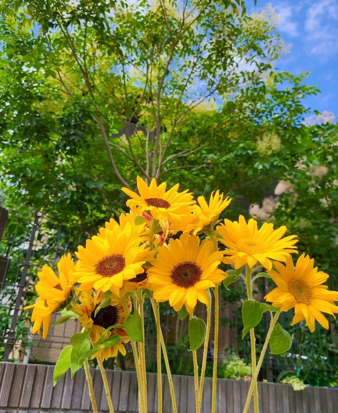 武田しのぶさんのインスタグラム写真 - (武田しのぶInstagram)「・ ・ 今月のお花 ・ お花は自分で買っても貰っても気分が上がる✨ 今月はサンリッチひまわりです🌻 ひとつの色ではなくて、 お花の色が沢山あってオレンジ、バナナ、フレッシュレモンなどビタミンたっぷりなフルーツの名前がつけられています.:*♡ このサイズのひまわりお洒落で凄く可愛いですよね🧡 気持ちもワントーン明るくなります😊😊 タキイ種苗さんのひまわりです☆ #タキイ#タネのタキイ#タキイ種苗 #サンリッチひまわり#サンリッチひまわりのある暮らし #美容マニア#おうち美容#pr#美容すきな人と繋がりたい #ad#nipponpic #ノスタルジーな瞬間を #広がり同盟」6月20日 20時30分 - shino_0217_