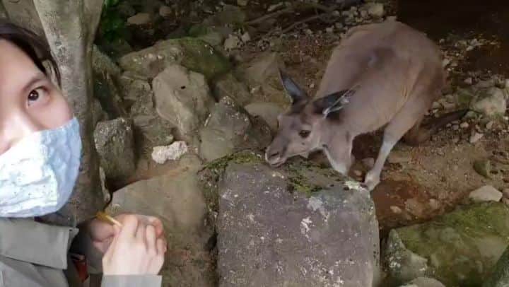 近藤笑菜のインスタグラム：「父の日ですねえ💐 自分にとって対話やコミュニケーションがすごく大事で、どんなに大切な人でも話さずしてわかり合うのなんてものすごくハードルが高いなと思ってしまうのよね。 だからこそ家族ともこれからもたくさん話して一緒の時間を過ごしていきたいな～お父さん、家族のみんなどうか元気でいてくろね～～🌻 . 📸 全然関係ない、いつぞやの無言のカンガルーへの餌やり🦘ひたすらに癒し。」