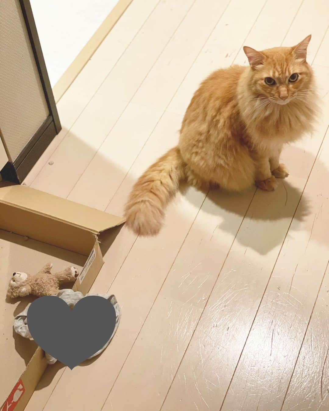 猫沢エミさんのインスタグラム写真 - (猫沢エミInstagram)「坊ちゃんが、ユピルの薄い城に運んできたもの…  それはくまこちゃん🧸と、母のパンツ……  なにそのマニアック👀‼︎   きゃー🤣😆  #ユピ坊　#そんな子に育てた覚えはありません　#おやすみなさい💤　#ユピルの薄い城城主　#おんなとしてまだイケるの自信を頂きました🥲🤣」6月21日 2時08分 - necozawaemi