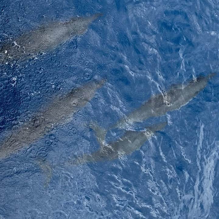 のインスタグラム：「ちょっと凄い事があったの！  マカハの海でクルージング中に午後だし “イルカちゃん🐬とはもう会えないなぁ” って諦めてお船の中でウトウトしていたら “イルカだぁ！”って声で目が覚めて。 もぅビックリ！😳  ローちゃん @rolaofficial が諦めずにずっと “イルカちゃん達に会いたい”って言ってたら最後の最後で本当に会いに来てくれたの！ お船の先頭でしばらく一緒に付いて来て くれて、なんか私達を誘導してくれた様に も思えた！ ホント感激しちゃった。🥺 ジャンプもしてくれた！🐬🐬  可愛いイルカ🐬のファミリーに感謝！🙏🏻 恐るべしローラ！本当にもってる！ 今日は物事”最後まで諦めちゃダメ”って 事を学びました！✍🏻  最高のクルージングだった！🛥 Captain Michael有難う！❤️  #エアハワイ🌺  #ハワイのおすそ分け🤙🏼  #気持ちだけでもハワイ😊  #絶対って思ってると本当にそうなるんだね！ #やっぱりローラはもってる！ #イルカちゃん達有難う！🐬」