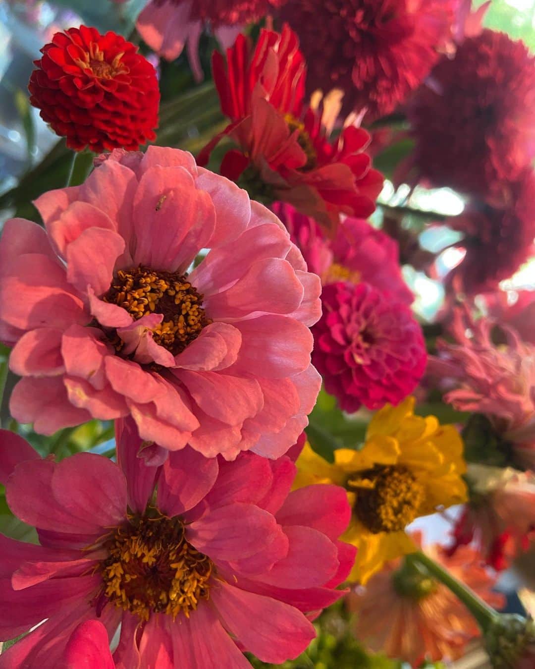 宮村ななこさんのインスタグラム写真 - (宮村ななこInstagram)「Nicolai Bergman. #nicolaibergmann #nicolaibergmannnomu #flowers #flowerphotography」6月21日 15時48分 - miyamuchan_001