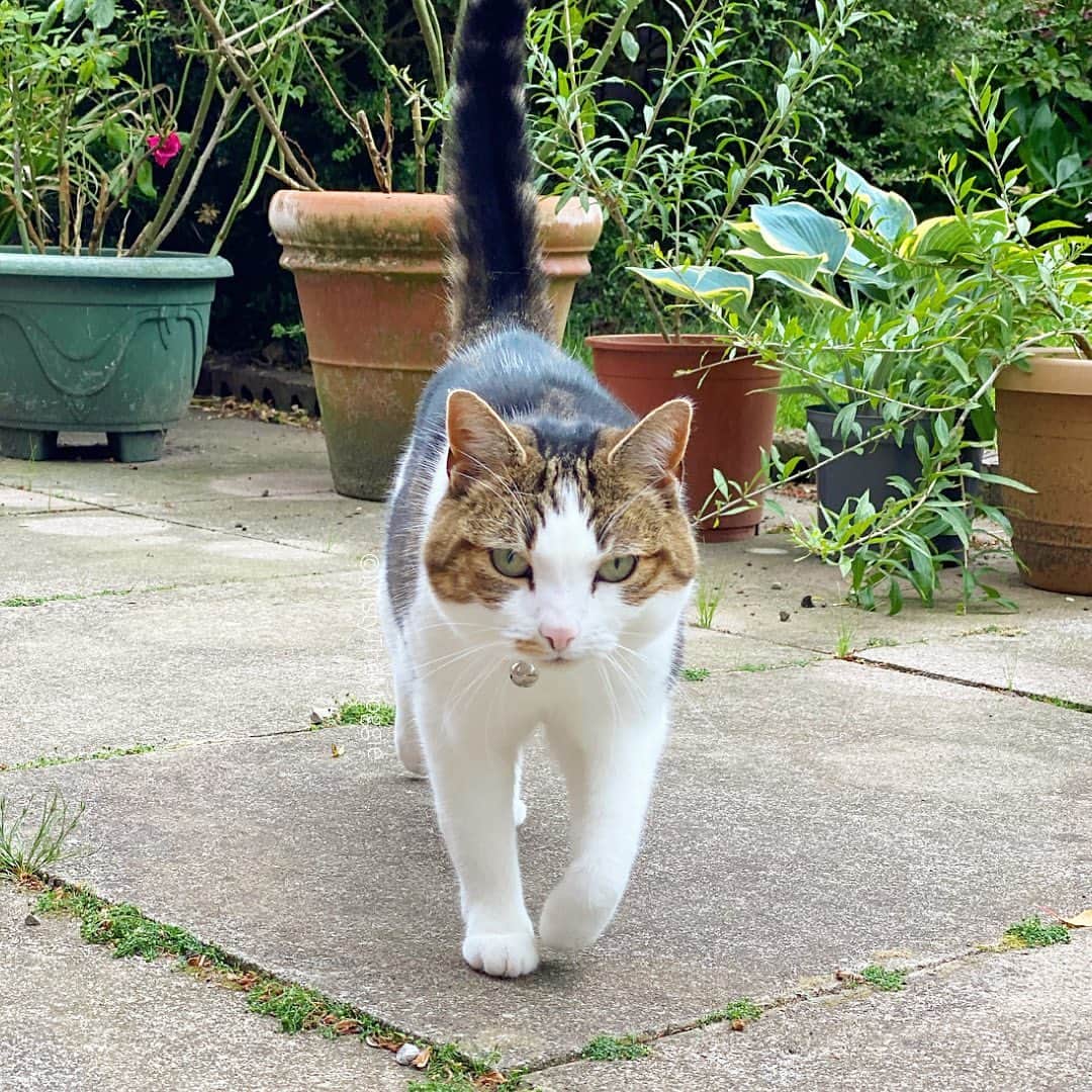 Misty The Moggieさんのインスタグラム写真 - (Misty The MoggieInstagram)「Usually, human gives me treats when I run to her from the garden… 🌸」6月21日 8時44分 - mistythemoggie