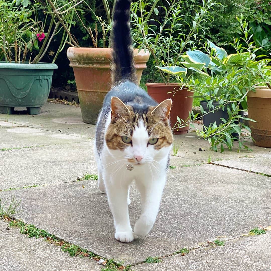 のインスタグラム：「Usually, human gives me treats when I run to her from the garden… 🌸」