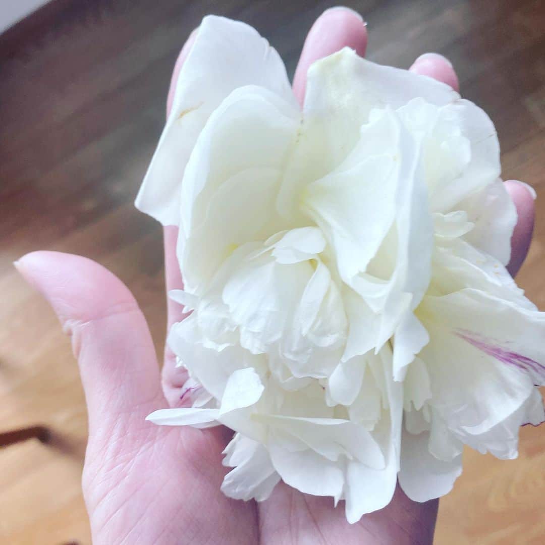 板谷由夏 さんのインスタグラム写真 - (板谷由夏 Instagram)「月曜日。今日は夏至だよ。 芍薬の花びらが、ふわふわ落ちる。 これ、お布団だと最高だろうな。 新しい１週間。進みましょ。」6月21日 9時04分 - yukaitaya