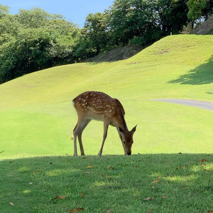 吉田玲奈のインスタグラム