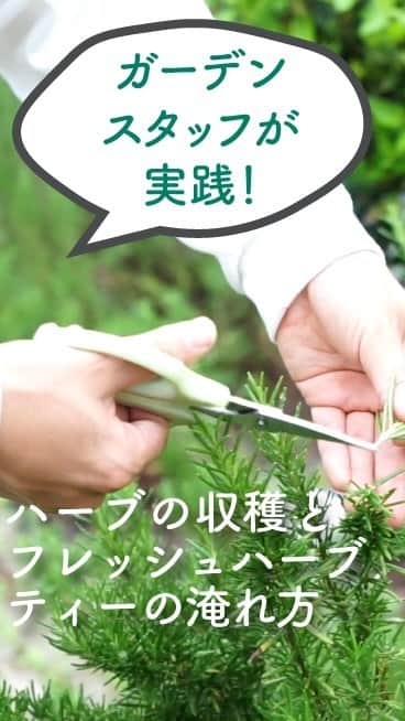 生活の木 メディカルハーブガーデン薬香草園【公式】のインスタグラム