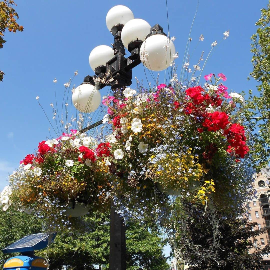 神津源一郎のインスタグラム：「Hanging flower basket - Victoria Canada」