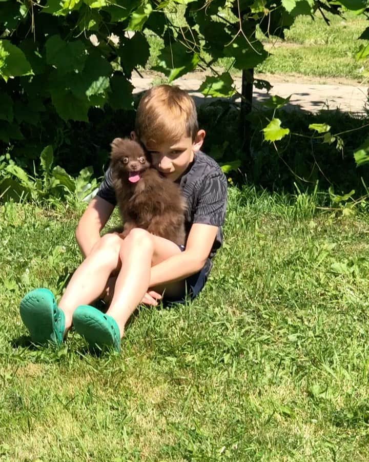 Puppy For Sale.のインスタグラム：「Шикарный подрощенный крошечный мальчик померанского шпица редкого шоколадного  окраса 😊👍 ⠀ Супер пушистый, с кукольной мордашкой и замечательным озорным  характером 🔥👍 Больше информации о щенке в Директ или Вотсапп 😊 ⠀ ___ ⠀ Следите за нашими обновлениями и подписывайтесь👇 @artsimpatiya ⠀ Больше информации, фото и видео: Директ, на личном сайте питомника Арт Симпатия: www.artsimpatiya.ru ⠀ #pom #pomeranian #pomeranien #pomeranianspitz #pomeranianworld #pomeranianparis #pomeranianlyon #pomeranianbelgium #pomeranianromania #pomeranianamsterdam #pomeranianlove #pomeranianpuppy #pomeraniansofinstagram #pomeranianpuppies #pompuppy #pompuppies #spitz #spitzdog #pomeranianspitz #mypomeranian #puppiespomeranian #puppypom #pomeranianlondon #pomeranianengland #pomeranianholland #pomeranianclubholland」