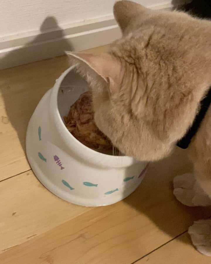 赤西涼のインスタグラム：「20日間お留守番頑張ったので、ご馳走🥰 らいちゃんのご飯やおやつやおもちゃもいつもありがとう😭💕」