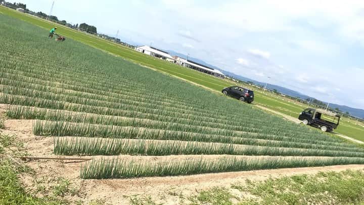 摂津颯登のインスタグラム：「6/21 ねぎ畑の除草作業〜 暑い中ひたすらレーキを使って頑張りました😅 明日も続きやります、やってこ。  #秋田#秋田LIFE#ねぎ#ねぎ畑#タイムラプス#途中iPhone傾いちゃったけど#青空よく見えるから良し」