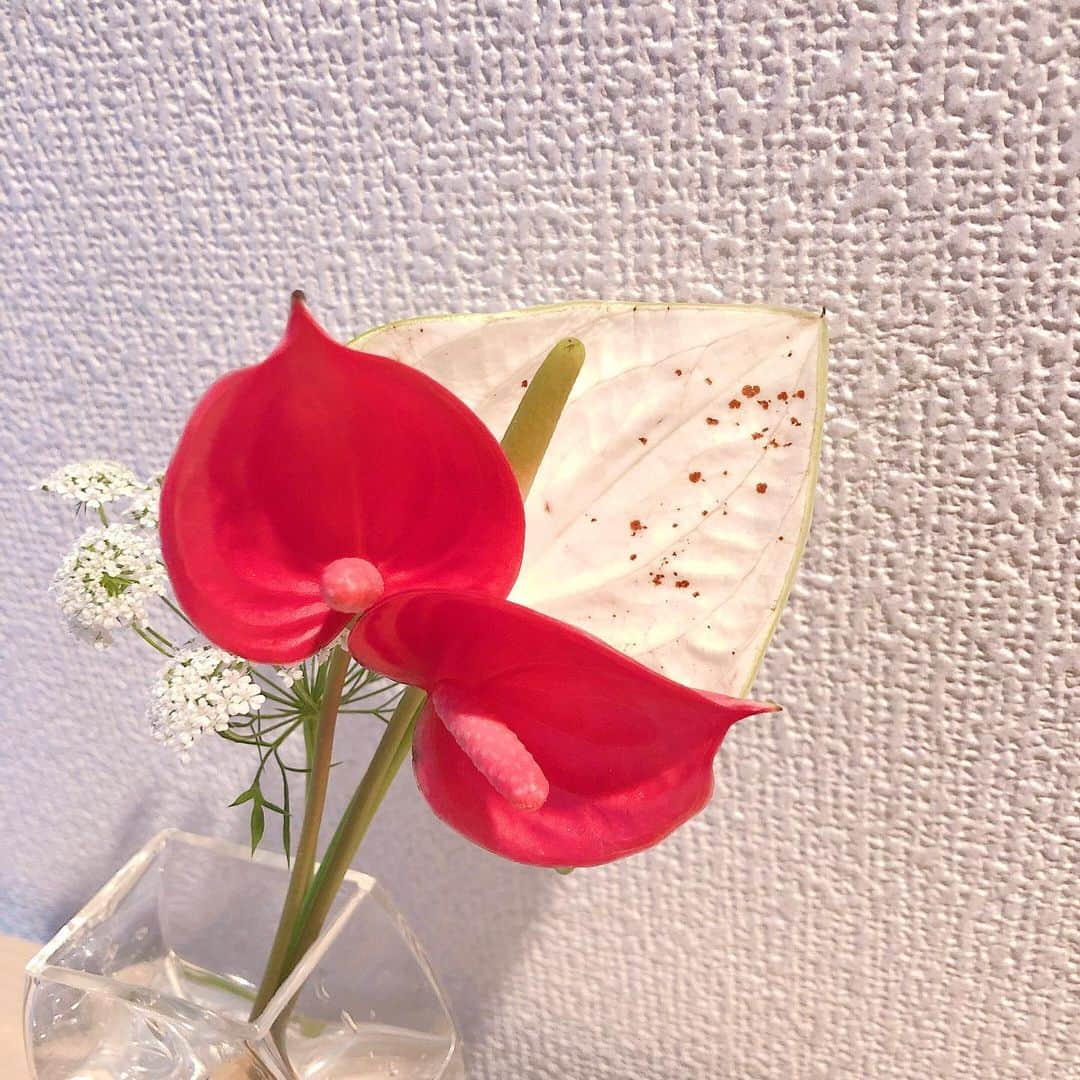 佐藤美希さんのインスタグラム写真 - (佐藤美希Instagram)「ピンクの気分だったので今回はアンスリウム💐 棒状の部分が花なの知らなかった！！ カラーが豊富で開花時期も長いからお店に行くと頻繁に見かけます☺️ ⁡ #今週の一輪 #花のある暮らし #アンスリウム #アンスリューム」6月21日 19時21分 - satomiki0626