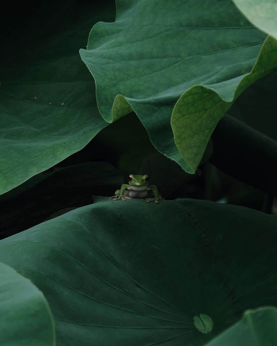 plus_thinkingのインスタグラム：「今年も🐸シーズン♪やってきた！ . camera: X-T3 lens: FUJINON  XF16-80㎜F4 R OIS WR . #beautifuljapan #snapJapan」