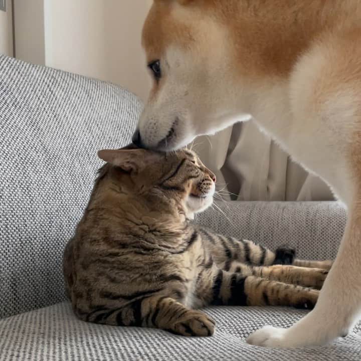 のインスタグラム：「. 気持ち良い〜って顔してたと思ったのに！！ Yu🐶Toro🐱  #裏切られたワン #それとも舐め心地良くなかった？ #首元いくとか野生だな #ゆうの重たい愛情シリーズ」