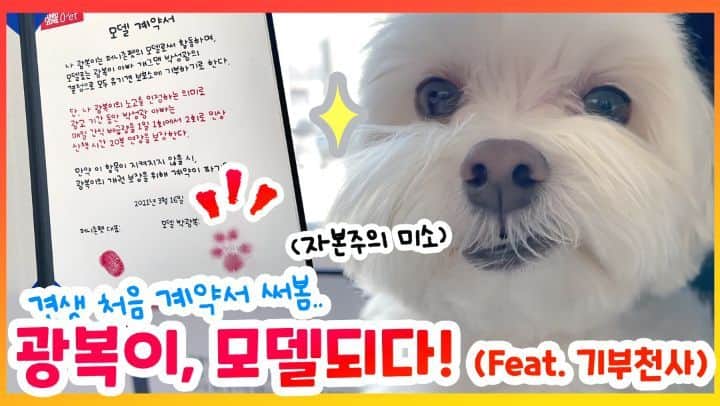 パク・ソングァンのインスタグラム：「## 기부천사 광복이 모델 계약서 쓰던 날  ㅋㅋㅋㅋ귀여워😭  (잔디에서 놀다 ㅋㅋ날벼락ㅋㅋㅋㅋ)  모두 유기견 친구들을 위해 기부하기로  했어요👍🏻 장하죠 우리 광복이  칭찬해주세욜🙏🏻  기부처는 지금 고민 중 입니당^^  #퍼니존펫」