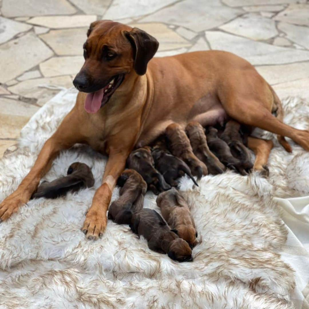 Ana Hickmannさんのインスタグラム写真 - (Ana HickmannInstagram)「Com três dias de vida, o primeiro banho de sol dos 10 filhotinhos! (arraste para o lado) 🐶❤️A mamãe Esmeralda e os bebês estão bem. Todos acompanhados por uma equipe médica veterinária no @canilhickmannridgehunter. 🐶 Alezinho já está escolhendo os nomes. Estamos muito felizes com esses pequeninos. 🙏🏻🥰 Em breve vou mostrar tudo no YouTube.com/AnaHickmann   Obrigada pelas mensagens de carinho!! 🙏🏻🥰  Obrigada também: @handler_leandro, @vet.seabra, @inovahospitalveterinario, @alessandra.destacio e @formulanaturaloficial.   #canilhickmann #formulanatural #doglovers #filhotes」6月22日 2時49分 - ahickmann