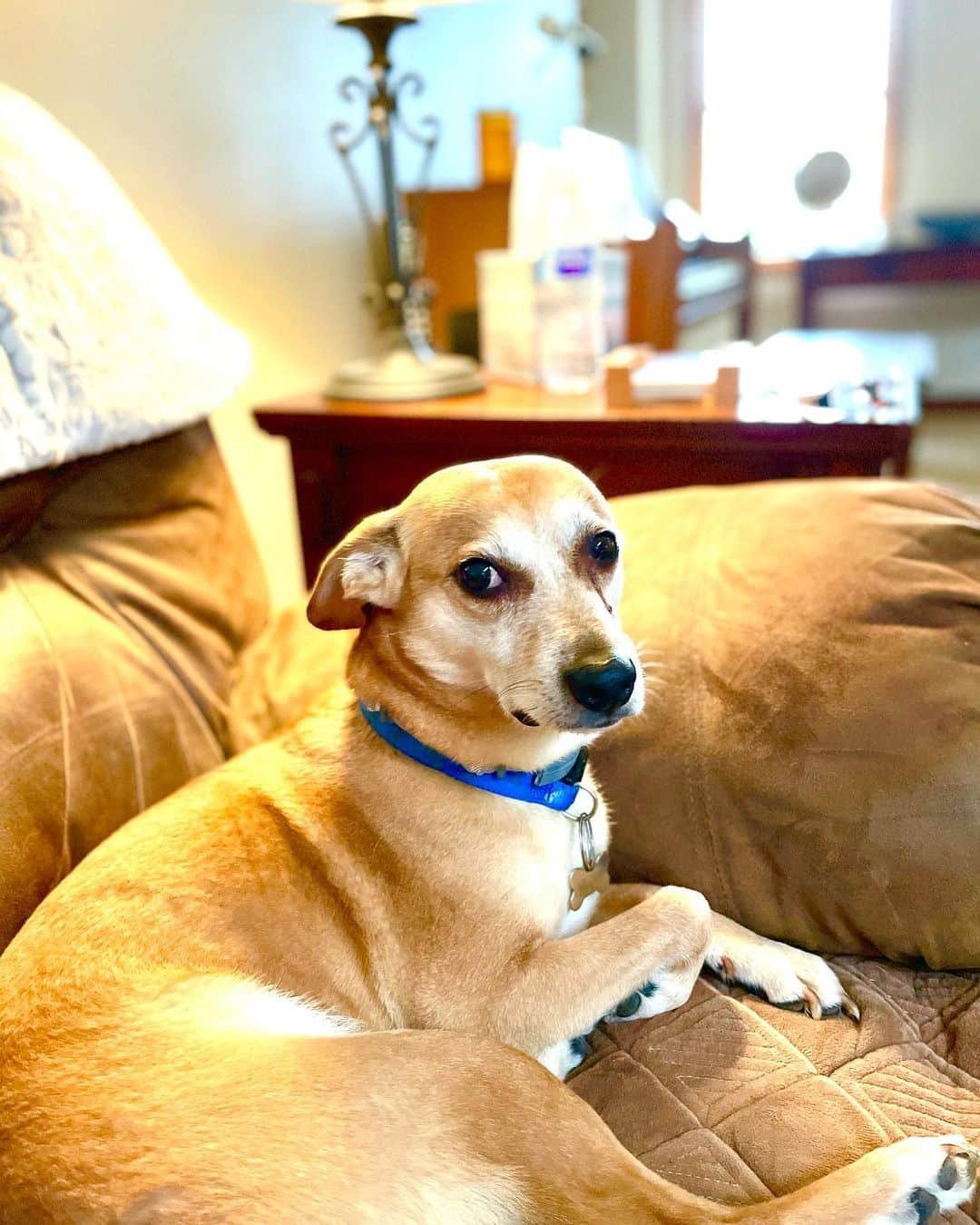 村主章枝さんのインスタグラム写真 - (村主章枝Instagram)「Buddy🥰 Buddy broke his tail but finally feeling good.  Tail bone kinda broke easily so please be careful if you have dog😓 バディー君。 尻尾を骨折してしまいましたが、ようやく、回復しました。 犬の尻尾は、骨折しやすいので、気をつけてください！  #尻尾骨折  #broketailbone」6月22日 4時21分 - fumie.suguri