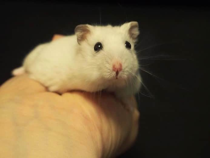 kuroさんのインスタグラム写真 - (kuroInstagram)「. . Good morning 🐹💕 . . #tbt #つぶらな瞳 #ハムスター #ハムスタグラム #hamster #hammy #hamstergram #petstagram #cutepetclub #furrendsupclose #nature_cuties #reco_ig #team_jp_ #animalsphoto #ふわもこ部 #もふもふ #アニマル写真部 #癒し #永遠のアイドル #小動物 #igersjp #gm #おはよう #ハムスター好きな人と繋がりたい #olympuspen #ミラーレス一眼 #写真好きな人と繋がりたい #カメラ好きな人と繋がりたい  . . 2021.6.22 ☁︎ .」6月22日 7時20分 - kuroham___