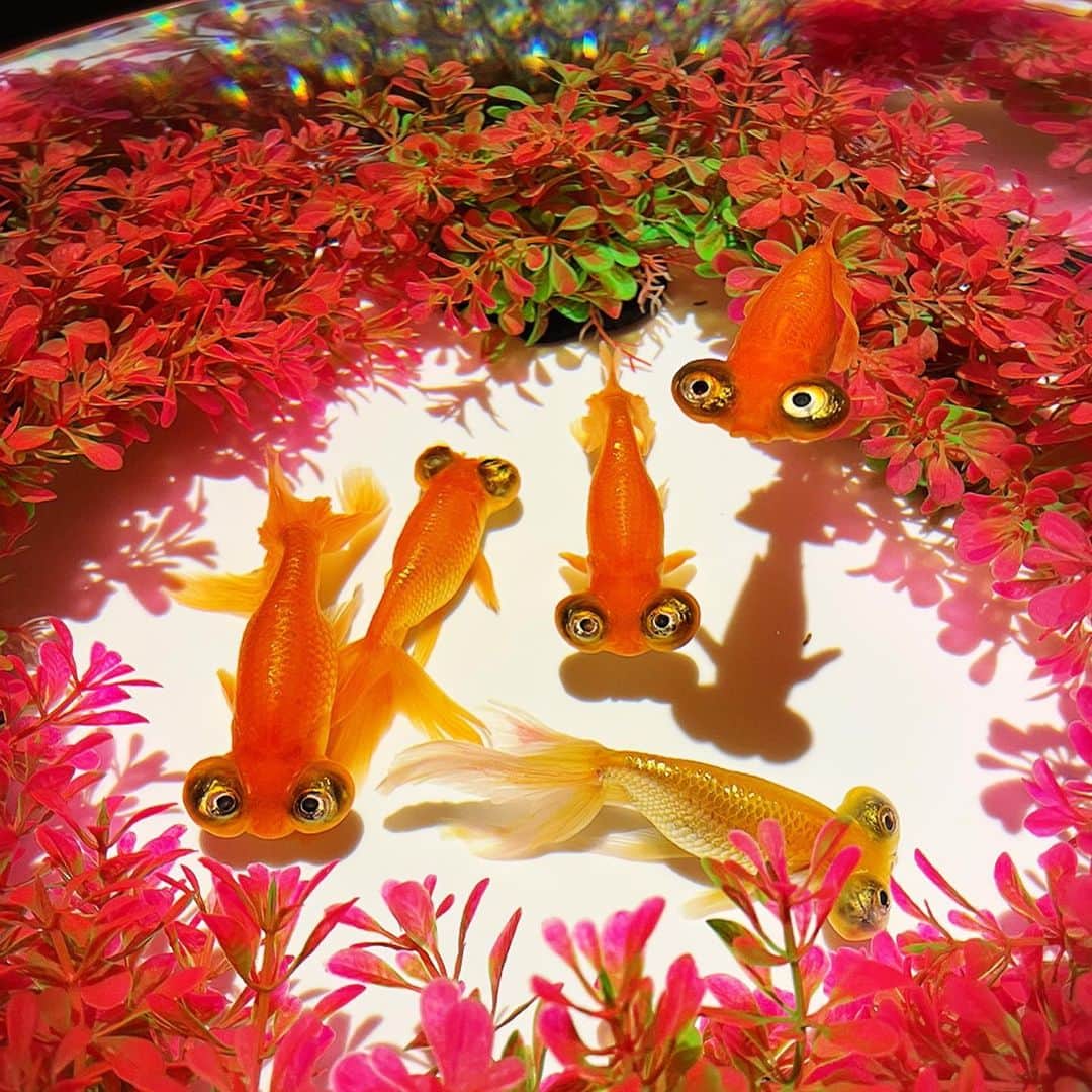 望月理恵さんのインスタグラム写真 - (望月理恵Instagram)「先日行ってきました。  アートアクアリウム美術館  あらゆる演出が施された 妖艶で美しい金魚たち。 なんだかゾクゾクしました☺️  #何より涼しかった #アートアクアリウム美術館」6月22日 9時36分 - mochiee28