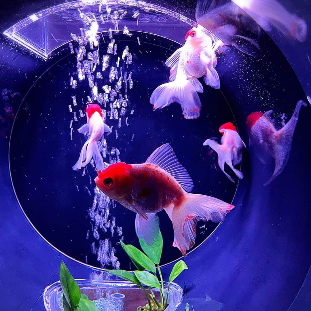 望月理恵さんのインスタグラム写真 - (望月理恵Instagram)「先日行ってきました。  アートアクアリウム美術館  あらゆる演出が施された 妖艶で美しい金魚たち。 なんだかゾクゾクしました☺️  #何より涼しかった #アートアクアリウム美術館」6月22日 9時36分 - mochiee28