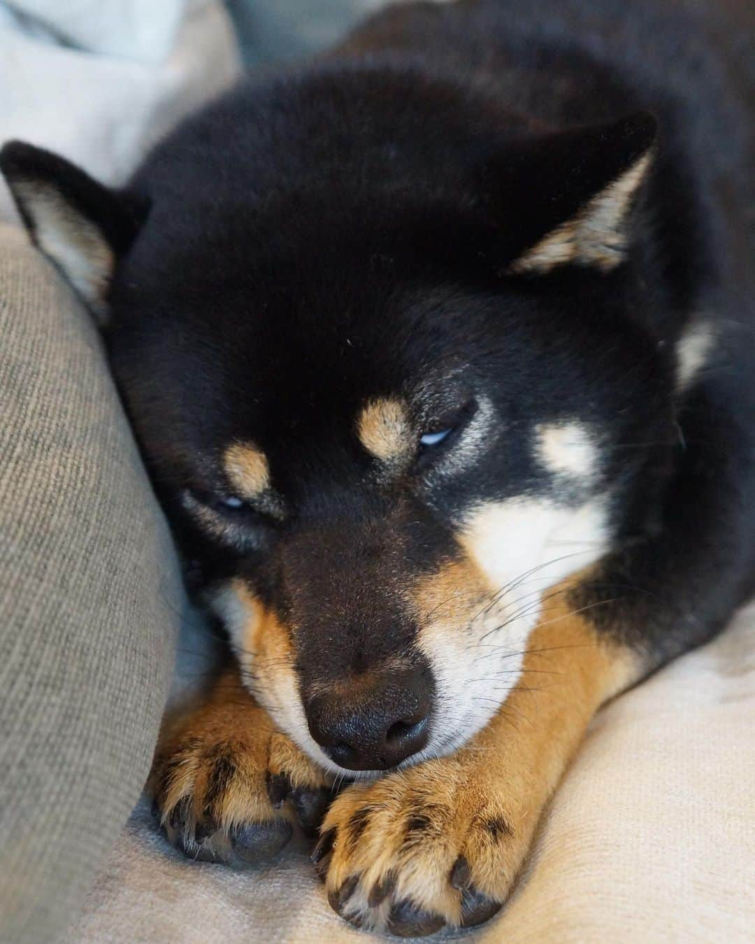 中山三奈のインスタグラム：「福もたまに変顔してくれます🤣🖤 ⁡ ⁡ #愛犬 #福 #黒柴 #柴犬 #福ちゃんです #白目犬 #変顔犬 #Fuku #doggy #kuroshiba #shibaunu #missyou #funnyface」