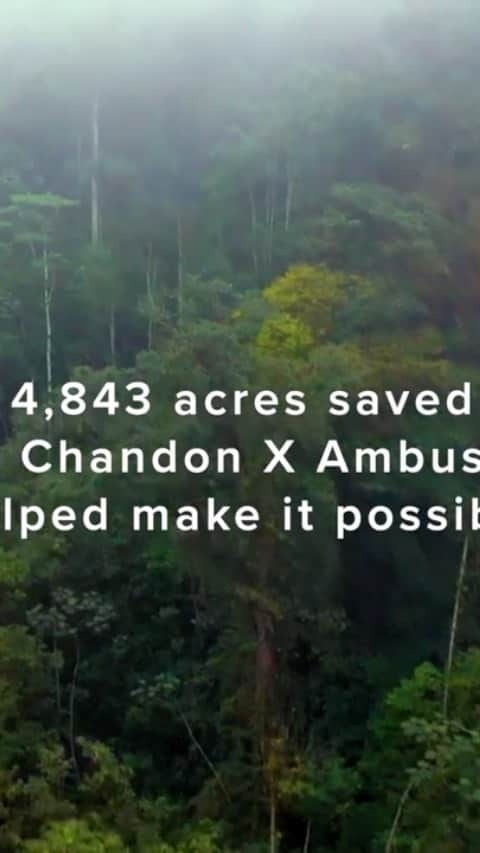 YOONのインスタグラム：「4,843 ACRES of RAINFOREST SAVED @moetchandon x @ambush_official collaboration donation made it possible. 🙏🏽💚🍃   As you remember, #moëtchandon pledged to donate a portion of profits from the sale of limited-edition Moët & Chandon x #AMBUSH bottles to the @worldlandtrust – an international conservation charity that protects threatened natural habitats – to help preserve the #Canandé Reserve in the Ecuadorian #Chocó Forest, a place as biodiverse as the Amazon rainforest but far more threatened. The remarkable donation has had a direct impact on stopping the deforestation of the Chocó, not just for the sake of its fragile species but also to combat one of the causes of climate change.   I want to take this moment to thank you Moët & Chandon, for making my idea come to life and for everyone who purchased the bottles. You guys' support has contributed to the impact of this noble amazing cause!   Here's the video from the @WorldLandTrust bout this donation:   https://www.youtube.com/watch?v=SfrGhur_rzc」