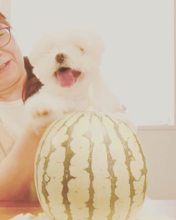 おかゆ & おもちのインスタグラム：「...🍉🥁♬..・.おかゆ編🐶 . . おかゆのスイカ🍉ポンポコリン♬ . リール編集じゃなくて、SNOWで編集してみたよ✨可愛いスイカ🍉カチューシャなのに、やっぱりおかゆは初めからガゥガゥモード😤💦 . . あ〜〜💦💦またフォロワー数減るなぁ〜😝🤦🏻‍♀️ . . コレ、ちゃんとフィード投稿できるかな？🤔 実は、先にこの動画と、ストーリー投稿したあのスイカ妖怪の動画を、複数枚投稿したら、なぜかいつまで経ってもなかなかpostできなくて...😅妖怪の祟りかな？😱 . なので、この動画ひとつで再投稿❣️ 上手くいきますように🙏✨ . . .  ❤︎ . . . #maltese #malteseofinstagram #happydog #dogsmile #doglove #doglover #dogstagram #instadog #lovedogs #ilovemydog #cutedog #dogoftheday #말티즈 #馬爾濟斯 . #okayusan #マルチーズ #犬バカ部 #白い犬 #わんこ #犬のいる暮らし #snow #みんなのわんこ #わんこと暮らす幸せ  #マルチーズ好き #奈良犬 #ふわもこ部 #マルチーズインスタグラム #鼻ぺちゃ #スイカ #wartermelon」