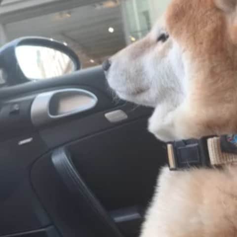 島田順子のインスタグラム：「モミジとドライブ🐕 京都出身のモミちゃんは、助手席でもとても姿勢良く、お行儀良く座っています🙂 パリの街は規制も多く、運転がとても大変です😑  #junkoshimada #junkoshimadastyle #junkoshimadaparis #dog #shibainu #paris  @kyokoshimadayamaji  @junkoshimadastudio」