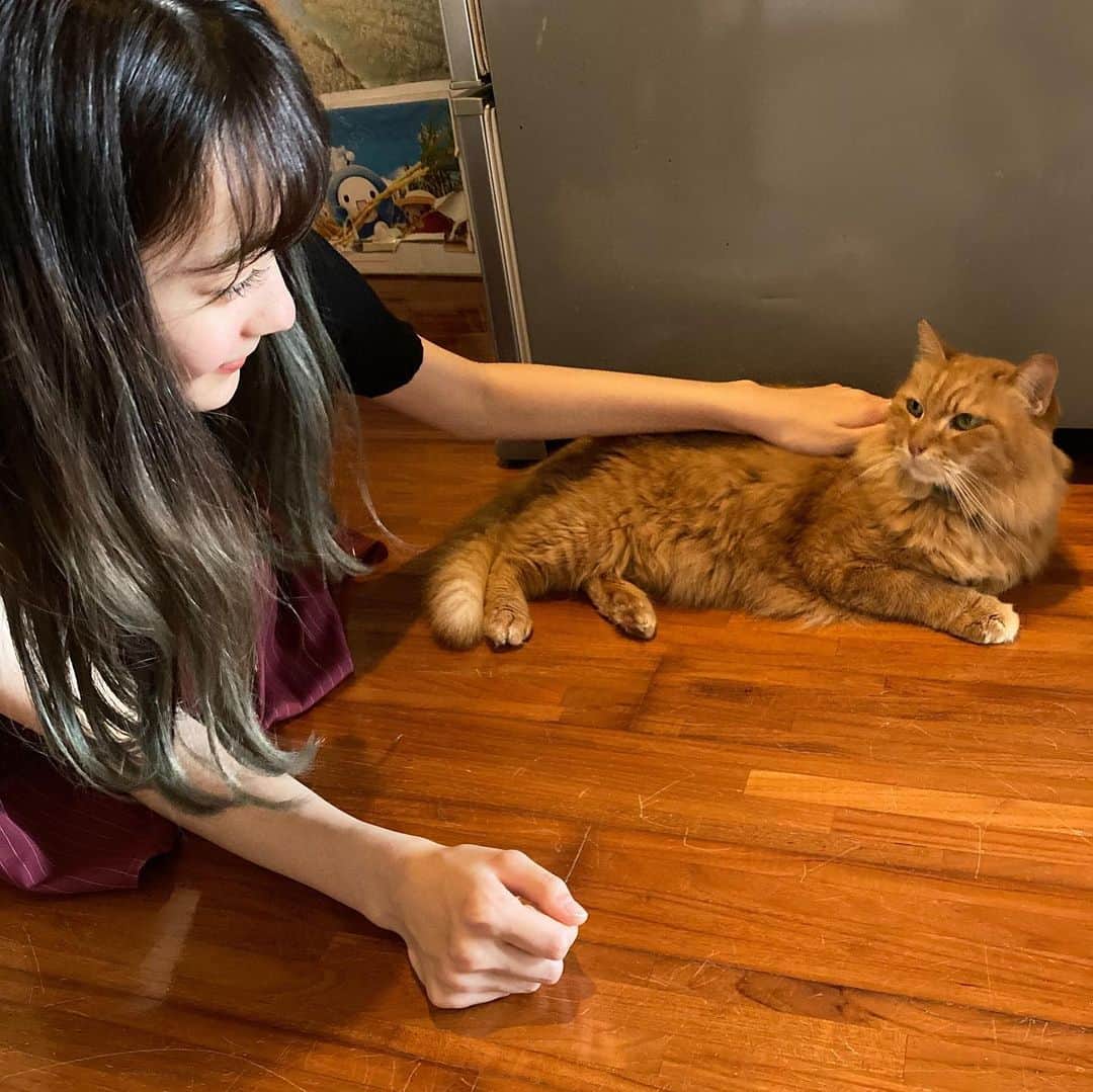 高橋恋子のインスタグラム：「あたしの目見てる ‎◌𓈒𓐍 . . . . 5秒目あったら恋に落ちるって。 落ちたよねこれは 笑 ふわっふわで可愛すぎたあ〜 🤦🏻‍♀️💭 . . .  #沖縄   #猫カフェ   #猫好き  #猫」