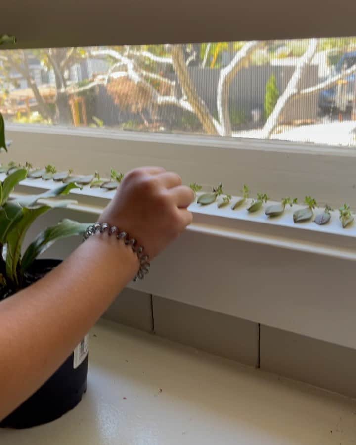 ジェシカ・シーバのインスタグラム：「I thought these were plastic doodads that she picked up in Montana! NBD, just propagating succulents like the hero she is ✨」