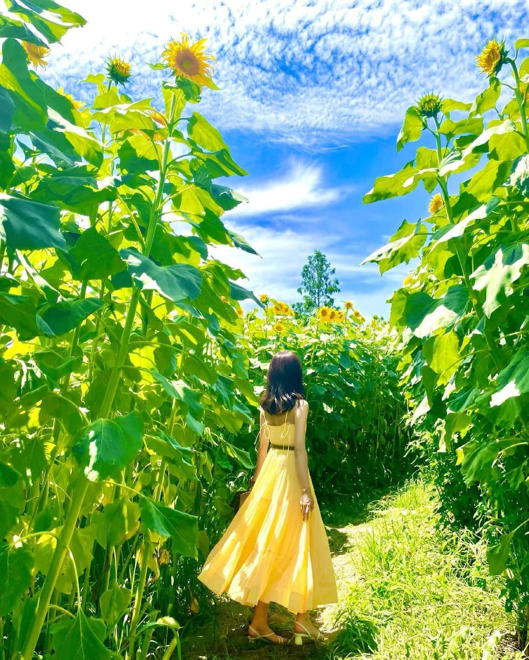 Manaさんのインスタグラム写真 - (ManaInstagram)「🍃🌻Sunflower garden🌻🍃 . 大好きなお花に癒されてきました✨ 牧場の中の、ひまわり畑🐄💕 . 広くて解放感バツグン😊 . 夏空と、満開の黄色い世界にうっとり✨ 最高の景色に癒されました♥️ . . . . ワンピースは @lovebonito 💛 日本アカウントはこちら💁🏻‍♀️🇯🇵 @lovebonito.jp . Onepiece：#lovebonito . . . . #元気 #笑顔 #ひまわり #ひまわり畑 #向日葵 #愛知牧場 #牧場 #花畑 #ヒマワリ #お花好き #夏コーデ #夏の思い出 #イエローコーデ #イエロー #上品 #大人コーデ #ワンピースコーデ #ロングワンピース #オン眉 #バーキン #バーキン25 #birkin25 #ケリーベルト #フリーランス #管理栄養士 #sunflower #sunflowers #summergarden」6月22日 21時50分 - mana.tcy