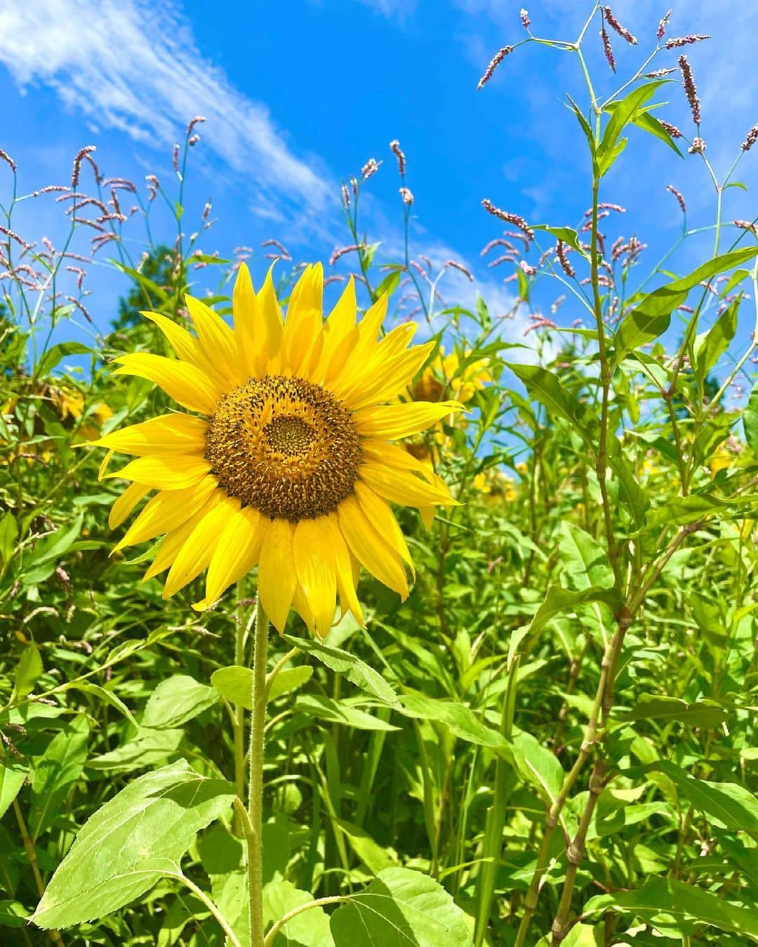 Manaさんのインスタグラム写真 - (ManaInstagram)「🍃🌻Sunflower garden🌻🍃 . 大好きなお花に癒されてきました✨ 牧場の中の、ひまわり畑🐄💕 . 広くて解放感バツグン😊 . 夏空と、満開の黄色い世界にうっとり✨ 最高の景色に癒されました♥️ . . . . ワンピースは @lovebonito 💛 日本アカウントはこちら💁🏻‍♀️🇯🇵 @lovebonito.jp . Onepiece：#lovebonito . . . . #元気 #笑顔 #ひまわり #ひまわり畑 #向日葵 #愛知牧場 #牧場 #花畑 #ヒマワリ #お花好き #夏コーデ #夏の思い出 #イエローコーデ #イエロー #上品 #大人コーデ #ワンピースコーデ #ロングワンピース #オン眉 #バーキン #バーキン25 #birkin25 #ケリーベルト #フリーランス #管理栄養士 #sunflower #sunflowers #summergarden」6月22日 21時50分 - mana.tcy