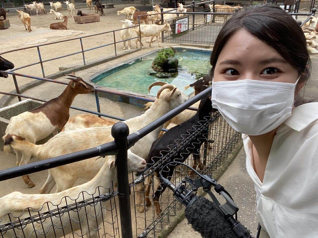 宮本佳奈のインスタグラム：「＊ ＊ 今日は動物園で取材でした🌱 ＊  合間にヤギたちと。 ＊  一斉に同じ方向へ向かっているのは、 近くにいたお子さんが持つエサに 興味津々だったからです😋笑 ＊  園内には、他にもたくさんの かわいい動物たちがいました💓 ＊  開園50周年を迎え 地元に愛されている動物園。 ＊  動物たちの様子はもちろん、 愛情込めて世話をしているスタッフの方や これからさらに愛される園を目指し 日々奮闘している新園長にも注目です！ ＊  今週金曜の25日に、 「Check!」の特集で放送予定です🌻 ＊  ぜひご覧ください❤️ ＊  #特集 #動物園 #zoo #animal #animals #宮崎市 #フェニックス自然動物園 #宮崎市フェニックス自然動物園 #miyazaki #開園 #50周年 #今後は #アナウンサー #記者」