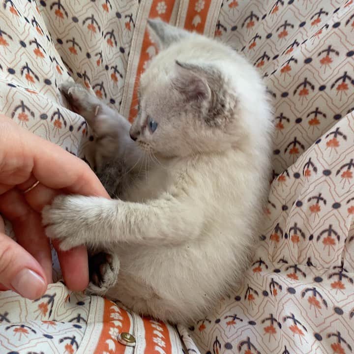 カテリーナ・スコーソンのインスタグラム：「We found this little one covered in mud in a gutter. Now she lives here. Meet Luna Moonbeam.」
