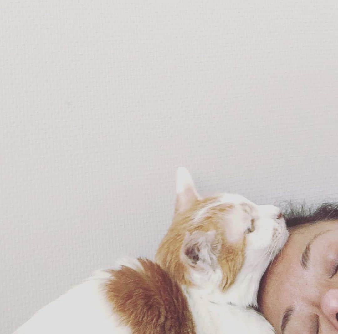 猫沢エミさんのインスタグラム写真 - (猫沢エミInstagram)「イオちゃんとの思い出写真の中でも1、2を争う好きな写真。  このとき私は、前々年に受けた頸椎ヘルニアの手術の影響で、体調がすこぶる悪かった。去年の今くらいの時期。気圧の変化が激しい梅雨頃だったと思う。  イオは、糖尿病がちょうど寛解した直後くらいかな。彼女が私と暮らした1年半の中で、一番幸せだった8ヶ月間の入り口に立っていた。  毛艶も良くなり、心の傷もだいぶ癒えてきて、女の子らしいまあるい身体も取り戻したイオちゃんは、まるで「今度はワタシがママちゃんを元気にする番よ！」とでもいうかのように、寝込んだ私にぴったりとくっついて、介護してくれていた。  人間にあれだけ酷いことをされてズタボロになったこの子が、どうしてそこまで人間に優しくできるのかと、イオの体温を感じながら泣いたっけ。  恨んだり、憎んだり、負の感情を抱えることの無意味さも、イオが身をもって教えてくれた大切な矜持だった。  傷ついた妙齢のおんなふたりが、種を越えて互いを労り、信頼し合った1年半。私にとっては短かったけど、イオちゃんにとっての1年半は、もしかしたら永遠より長い幸せの時だったかもしれない。  イオちゃん。出逢えてよかったなぁ。  ほんと、よかった。  #猫沢イオ　#イオちゃんフォーエバー #ヘルニア国物語またはフリーダニャーロ」6月23日 0時42分 - necozawaemi