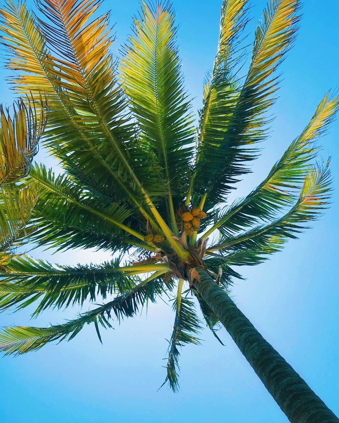 Keilah Kangさんのインスタグラム写真 - (Keilah KangInstagram)「With a side of coconut rum 🍹」6月23日 1時46分 - keilah.k