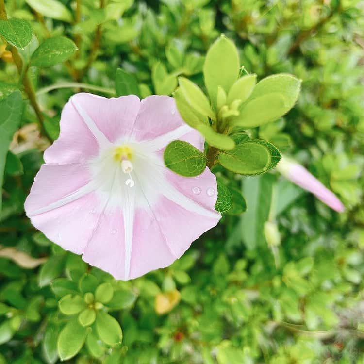 吉岡聖恵さんのインスタグラム写真 - (吉岡聖恵Instagram)「こんにちは🍧🍃  久しぶりにソロで配信リリースさせていただける事になりましたのでお知らせです✨  松本隆さんの作詞活動50周年を記念してリリースされるトリビュートアルバム「風街に連れてって！」に、吉岡聖恵として参加させて頂くことになりました。  私が歌わせて頂いたのは、チューリップさんのカヴァー「夏色のおもいで」です🍃 母はこの曲が大好きで🏖カヴァーさせて頂いたことにご縁を感じています😌  歌詞に出てくる、青い海、透き通った波🌊、風🍃をイメージしながら歌いました。 夏を甘酸っぱく爽やかに彩ってくれる曲です🍉  久々のソロ！すごく楽しかった❕ 是非聴いていただけたら嬉しいです🤩  🎐お知らせ  7月14日（水）に配信リリースします🎐✨ 今日からiTunesプレオーダー開始しました😉 吉岡のメッセージ入り暑中見舞いポストカードが当たるかもなキャンペーンやってます🐠 ぜひ❕  🎐」6月23日 14時16分 - kiyoe_yoshioka_official