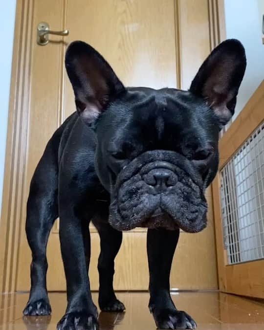 小野祐夢のインスタグラム：「. 下におりたいぐる🐶 声がかわいすぎる❤️癒されまくりです❤️  #frenchbulldog #black#cute#love」