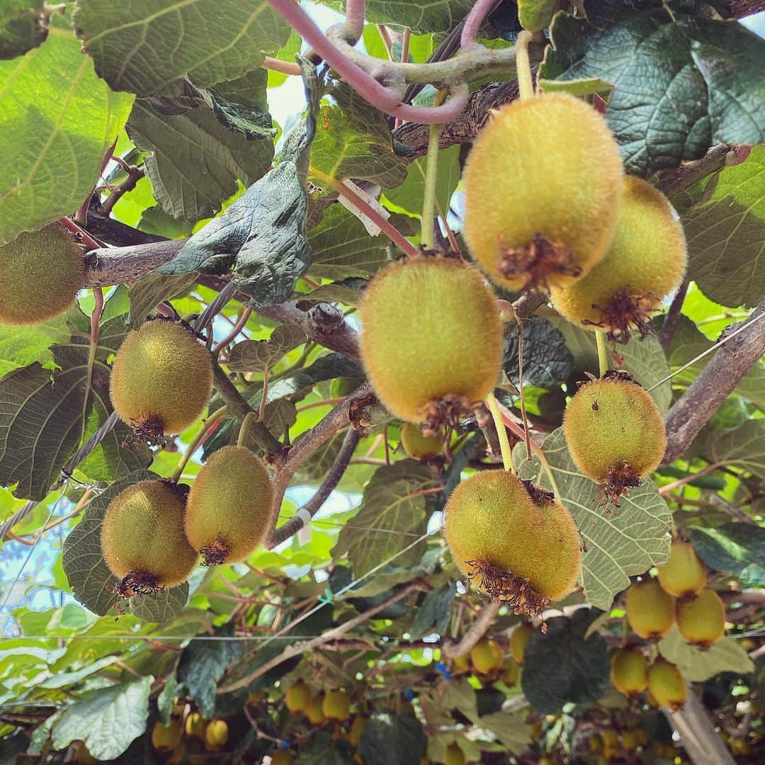 若尾綾香さんのインスタグラム写真 - (若尾綾香Instagram)「☆  Kiwi🥝  木に実るんですね。 初めて見ました✨  #Kiwi#kiwifruit #キウイ#キウイフルーツ」6月23日 11時01分 - ayaka_wakao